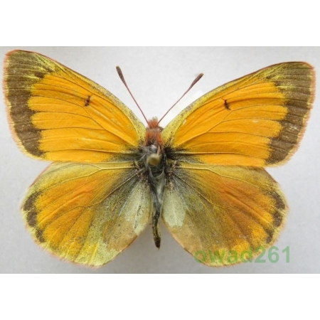 Colias staudingeri Alpheraky, 1881 male Kyrgyzstan
